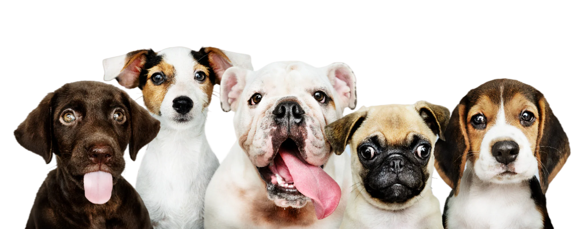 Elevate Your Pet's Everyday Style
